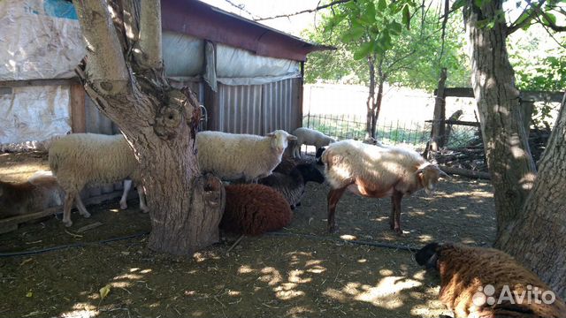 Овцы бараны купить на Зозу.ру - фотография № 5