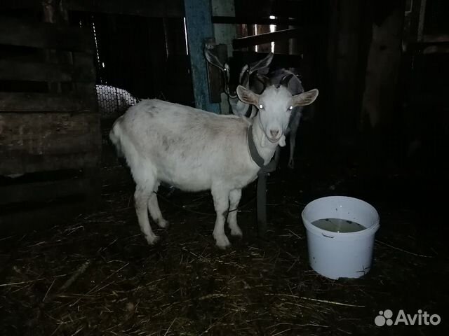 Продам молочных коз купить на Зозу.ру - фотография № 2