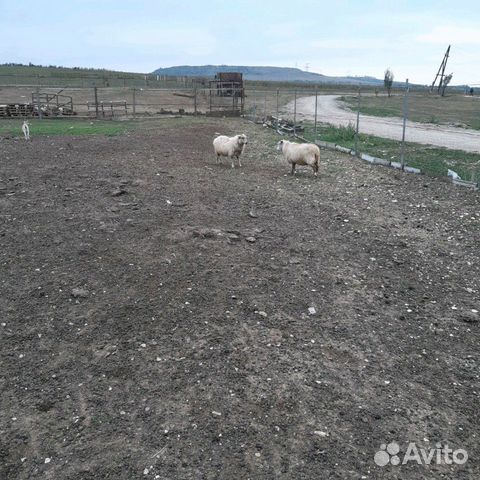 Ферма для откорма баранов купить на Зозу.ру - фотография № 9