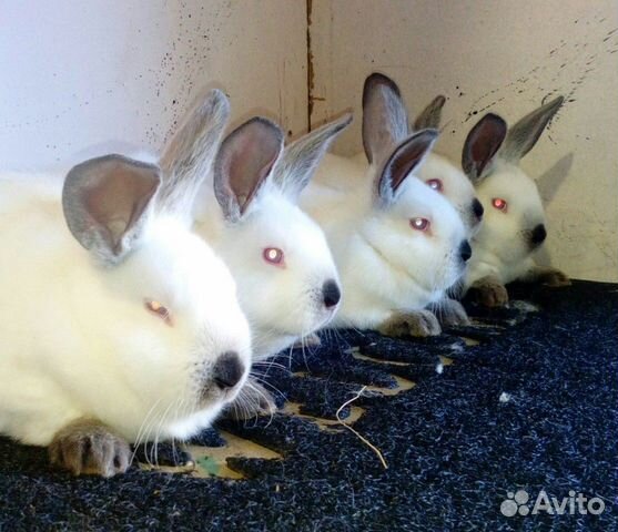 Кролики калифорния купить на Зозу.ру - фотография № 5