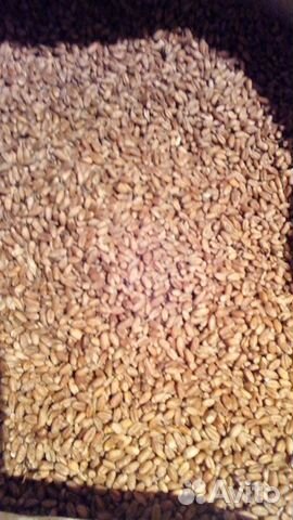 Кукуруза, зёрно пшеница купить на Зозу.ру - фотография № 2