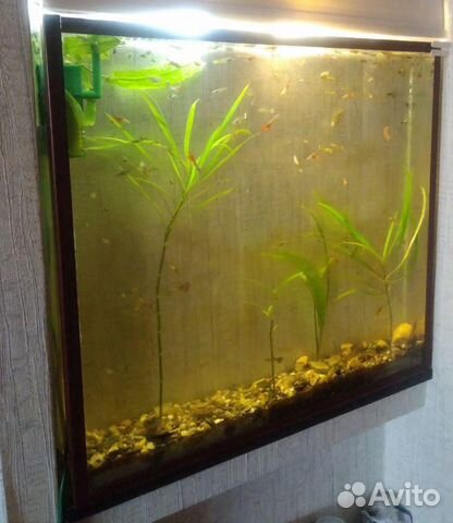 Готовый аквариум с рыбками купить на Зозу.ру - фотография № 9