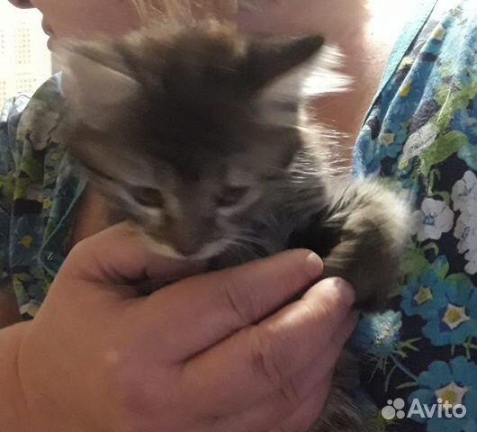 Отдам котят
