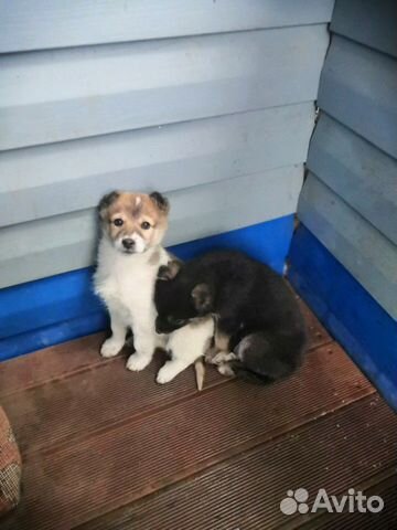 Два щенка ищут новый дом купить на Зозу.ру - фотография № 3