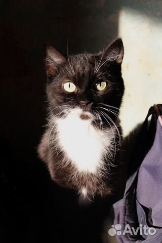 Пристраиваем котика Чарли из приюта купить на Зозу.ру - фотография № 2