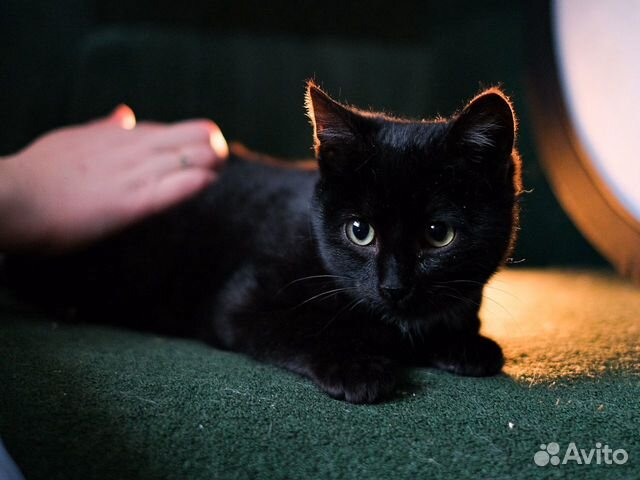 Котёнок Боби ищет дом купить на Зозу.ру - фотография № 1