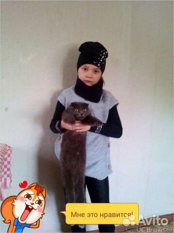 Кот шатландец дымчатый купить на Зозу.ру - фотография № 1
