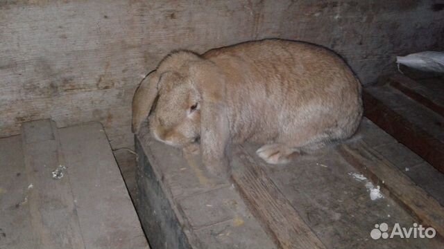 Кролики породы французский баран купить на Зозу.ру - фотография № 2