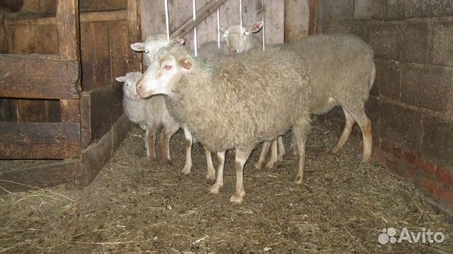 Овцы,бараны,молодняк мелкого рогатого скота купить на Зозу.ру - фотография № 5