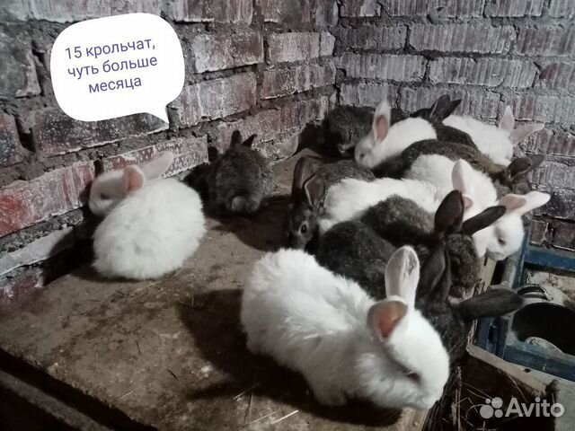 Семья кроликов купить на Зозу.ру - фотография № 3