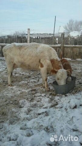 Корова с теленком, можем из делать доставку купить на Зозу.ру - фотография № 2