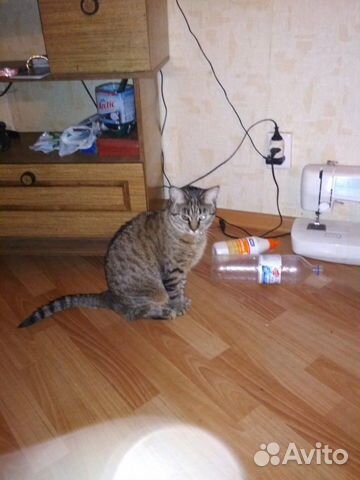 Одам кошку кастрирова человек умер в субботу 11.01 купить на Зозу.ру - фотография № 1