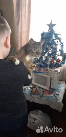 Кот в дар купить на Зозу.ру - фотография № 3