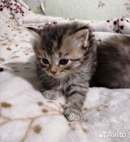 Отдадим красивых котят купить на Зозу.ру - фотография № 3