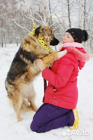 Шикарная собака Шерри в дар купить на Зозу.ру - фотография № 3