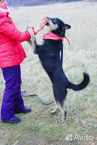Собака в дар, в добрые руки купить на Зозу.ру - фотография № 7