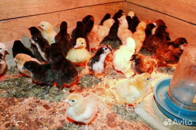 Цыплята домашние цветные купить на Зозу.ру - фотография № 2
