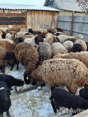 Овцематки с ягятами пародистые купить на Зозу.ру - фотография № 6