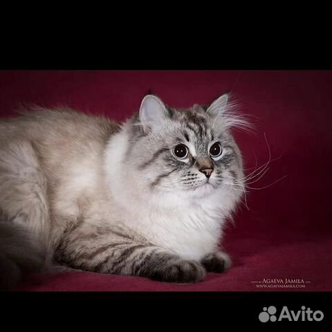 Кот для вязки купить на Зозу.ру - фотография № 5