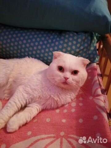 Белые котята купить на Зозу.ру - фотография № 5