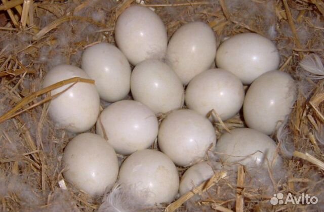 Инкубационные утиные яйца купить на Зозу.ру - фотография № 1