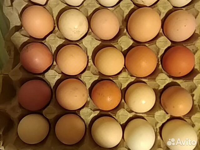 Инкубационное яйцо, цыплята купить на Зозу.ру - фотография № 4