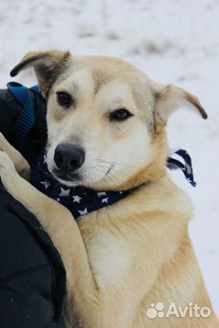 Отдам в хорошие руки, красавица Флёр 10 мес