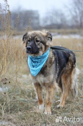 Красивая собака Шерри ищет дом и хозяина купить на Зозу.ру - фотография № 10