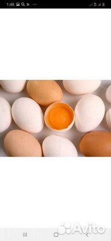 Яйца на инкубацию купить на Зозу.ру - фотография № 5