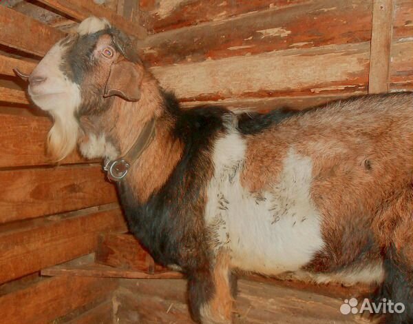Нубийский козёл продажа-обмен купить на Зозу.ру - фотография № 3