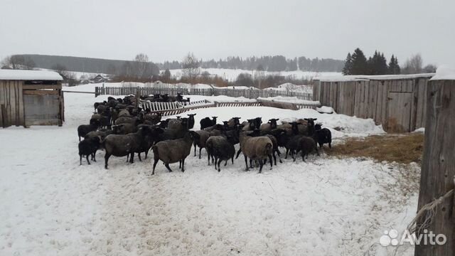 Овцы романовские купить на Зозу.ру - фотография № 1