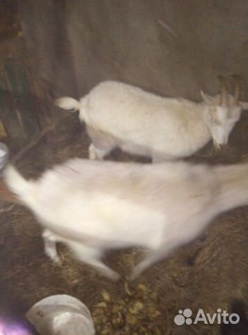 Продам козла и козу котную 2 козочки одна уже доит купить на Зозу.ру - фотография № 4