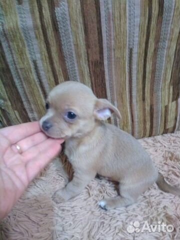 ростовские гончие. авито мордовия собака. голубоглазые новорожденные щенки. собака купить в мордовии бесплатно. авито мордовия собака.