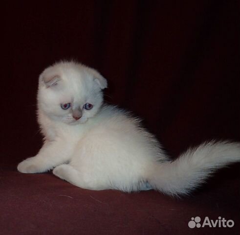 Породистые котята сиамских "золотых" окрасов купить на Зозу.ру - фотография № 6