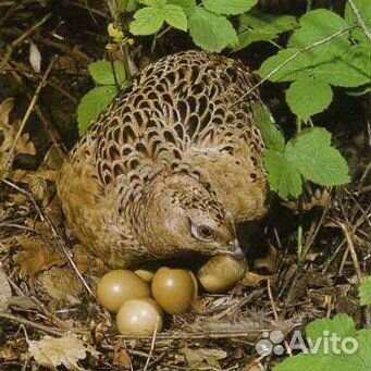 Инкубационное яйцо охотничьих фазанов купить на Зозу.ру - фотография № 1