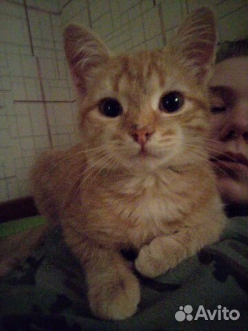 Котенок рыжего цвета купить на Зозу.ру - фотография № 1