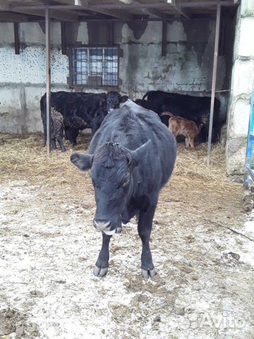 Корова с теленком абердин-ангусской породы купить на Зозу.ру - фотография № 4