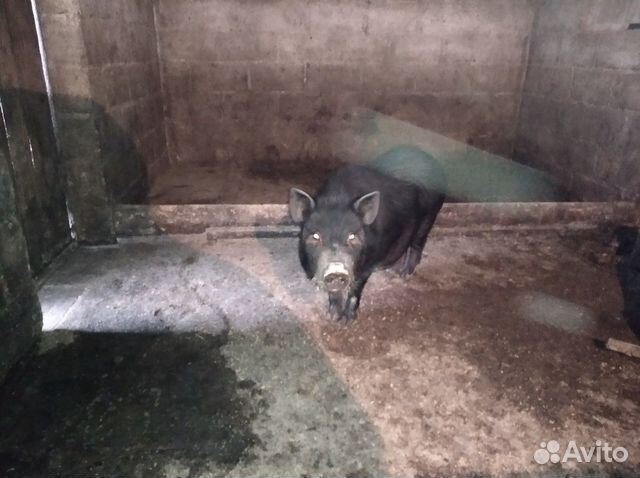 Вьетнамская свинка купить на Зозу.ру - фотография № 1