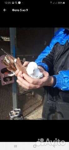 Продаю пару голубей купить на Зозу.ру - фотография № 4