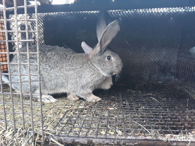 Купить кроликов в орле. Кролики бельгийский великан мясо. Красный кролик бельгийский великан. Размеры бельгийского великана кролика. Бельгийский великан кролик фото.