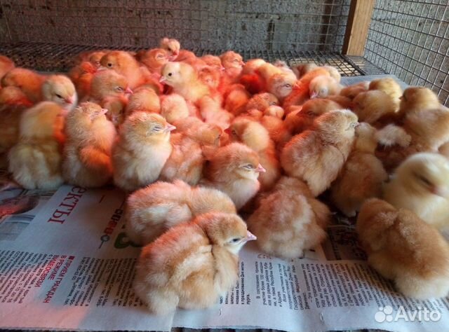 Цыплята суточные Ломан Браун купить на Зозу.ру - фотография № 1