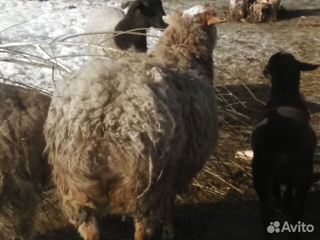 Курдючная овечка на развод купить на Зозу.ру - фотография № 2