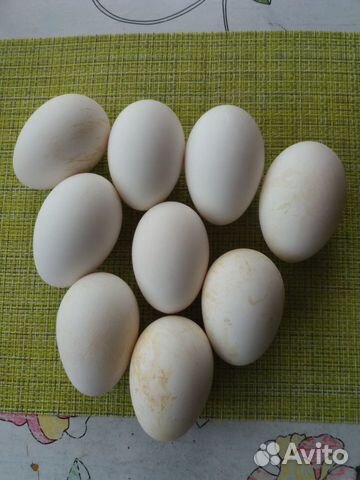 Инкубационное гусиное яйцо, гусята купить на Зозу.ру - фотография № 3
