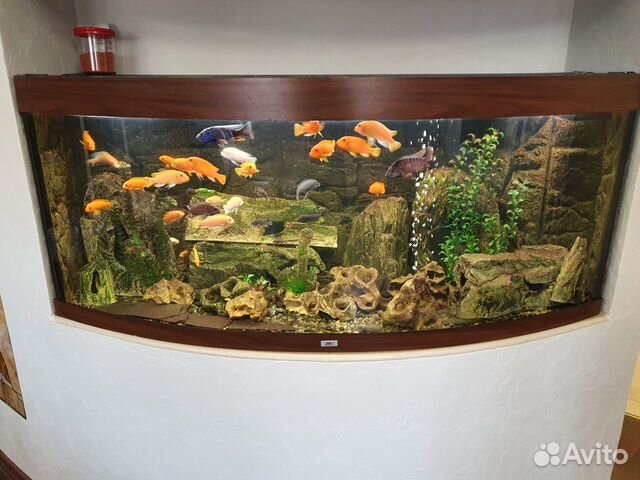Аквариум Jewel 450 Vision с рыбками и фильтром купить на Зозу.ру - фотография № 5