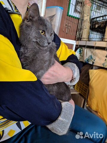 Котик в добрые руки