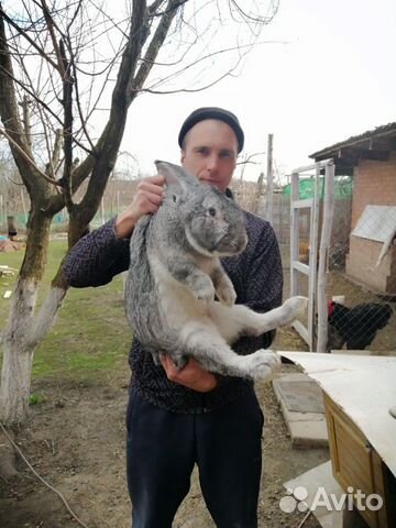 Кролики великаны купить на Зозу.ру - фотография № 8