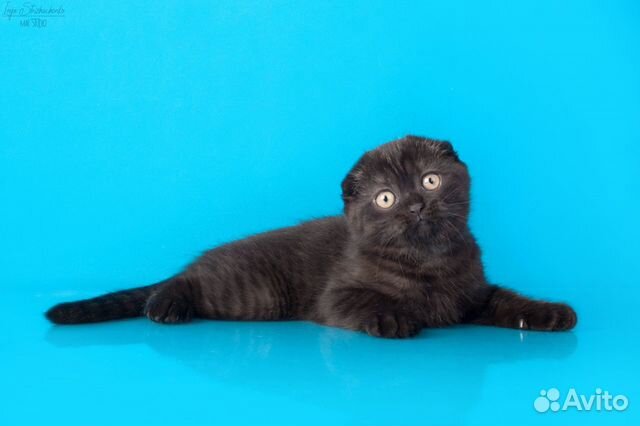 Шотландская Вислоухая Кошка Купить В Уфе