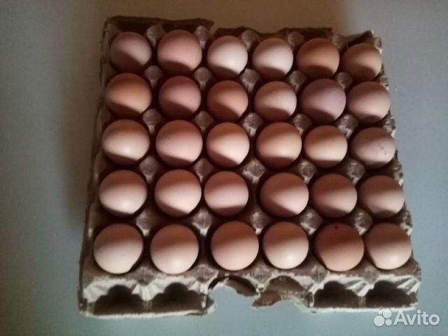 Инкубационные яйца джерсиский гигант купить на Зозу.ру - фотография № 5
