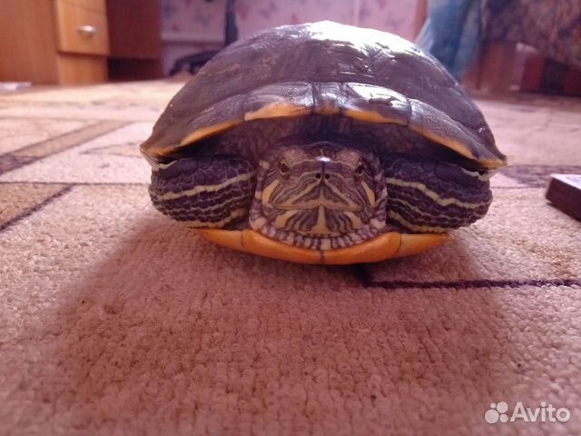 Красноухая черепаха без аквариума купить на Зозу.ру - фотография № 2