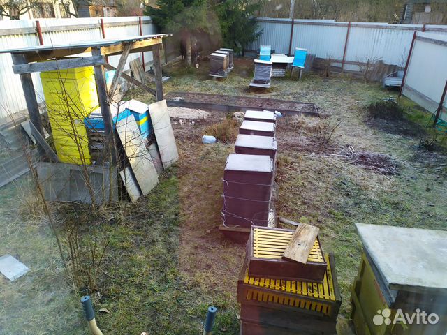 Продажа пчелиных сеией и ульев купить на Зозу.ру - фотография № 1
